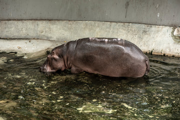 Mae Mali is the name of a female hippopotamus Which is a favorite of children in Dusit Zoo., Bangkok, THAILAND, 2018