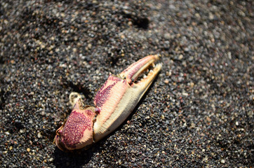 crab on the beach