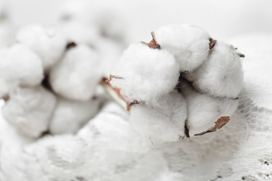 Cotton flowers on white cloth closeup © millaf