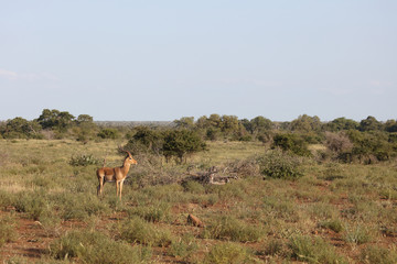 Schwarzfersenantilope / Impala / Aepyceros melampus