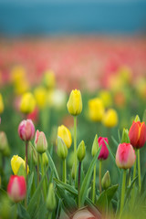 Selectively focused field of vibrant perfect tulips