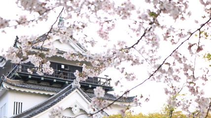 桜越しの春の岡崎城