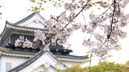 桜越しの春の岡崎城