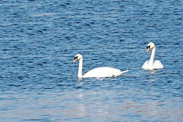A pair of white swans in the water. The concept of waterfowl. A symbol of love and romance.