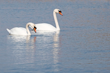 Naklejka na ściany i meble A pair of white swans in the water. The concept of waterfowl. A symbol of love and romance.