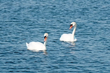A pair of white swans in the water. The concept of waterfowl. A symbol of love and romance.