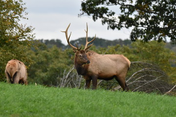 Naklejka na ściany i meble Young bull elks in meadow