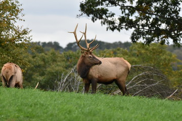Young bull elks in meadow
