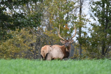 Young bull elk in meadow