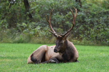 Naklejka na ściany i meble Young bull elk resting