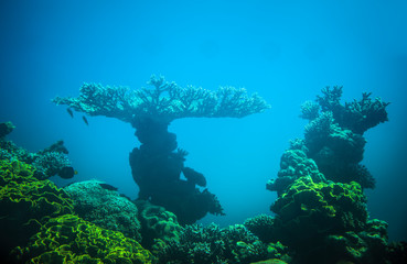 Naklejka na ściany i meble corals in the red sea