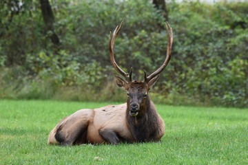 Young bull elk resting