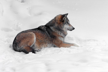 adult fluffy big wolf in the wild in winter