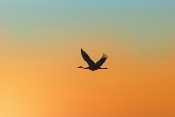 dark silhouette of a crane in the sky at sunset