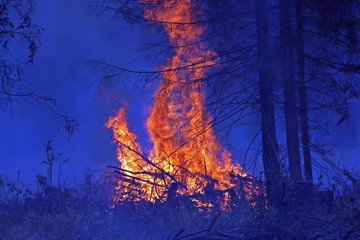 environmental disaster forest fire