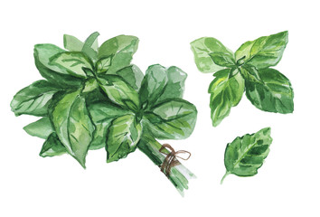 Watercolor set of fresh Basil leaves isolated on white background. - obrazy, fototapety, plakaty