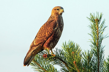 noble view brown hawk sitting on a tree branch