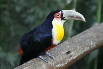 Close-up portrait of the toco toucan with bright green beak and green eyes. Ramphastos toco.Brazil. Iguazu.