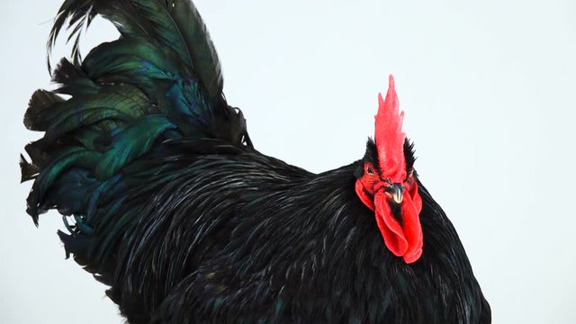 portrait black rooster australorp (Gallus gallus) with dark green plumage on white screen