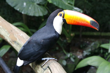Close-up portrait of the toco toucan with bright orange beak and blue eyes. Ramphastos toco.Brazil. Iguazu.