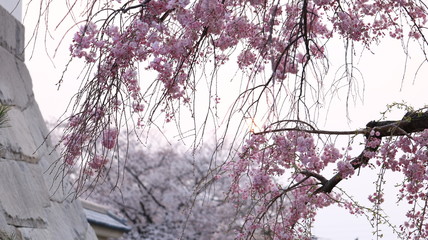 岡崎公園 夕日の桜と城門の石垣