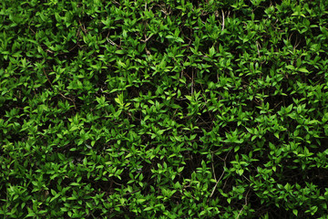 green leaves background