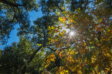 Obraz premium Sun Light through Forest Canopy