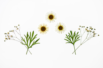 Background made from pressed flowers
