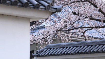 春の岡崎公園 瓦屋根と桜
