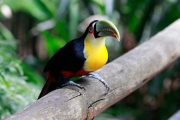 Close-up portrait of the toco toucan with bright green beak and green eyes. Ramphastos toco.Brazil. Iguazu.