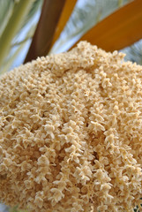 Flowering branch of date palm. Flowers close up. Summer, blue sky.
