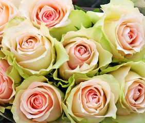 Pink and green roses closeup. Wedding bouquet with green tipped pink roses,