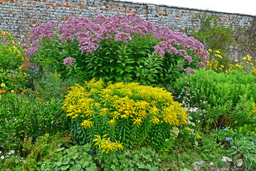 Colorful garden border with Large Eupatorium maculatum and Solidago 'Golden Showers'
