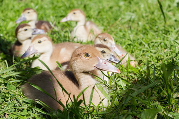 Group of small gray ducks sitting on the grass