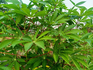 Obraz premium Cassava is a kind of plant that is used as animal feed. Can be grown easily in hot and humid areas.