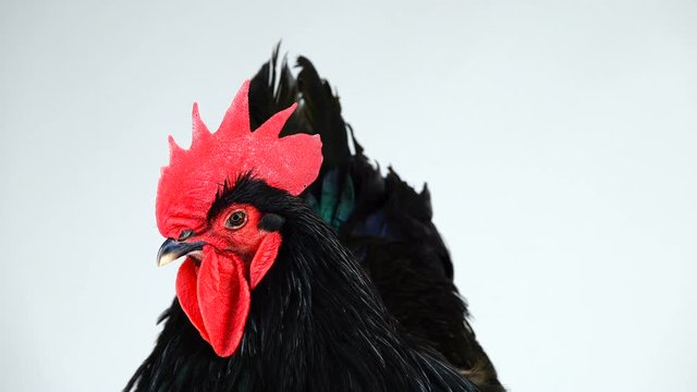 portrait black rooster australorp (Gallus gallus) with dark green plumage on white screen