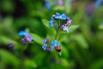 Fototapeta premium Ladybug sitting on a blue flower close up