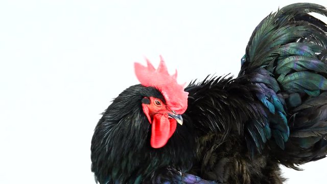 portrait black rooster australorp (Gallus gallus) with dark green plumage on white screen
