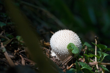 Calvatia is a genus of puffball mushrooms that includes the spectacular giant puffbal