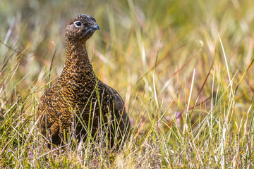 Scottish grouse, Lagopus in natural environment in Scotland
