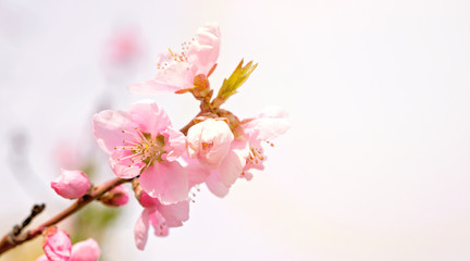Obraz na płótnie Canvas Lush Pink Almond Flowers. Spring Background. blossoms.Sunray