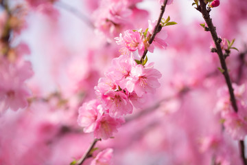 Fototapeta na wymiar Lush Pink Almond Flowers. Spring Background. blossoms. Shallow DOW