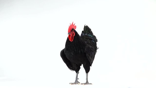 black rooster australorp (Gallus gallus) with dark green plumage on white screen