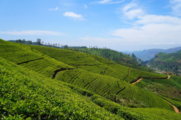 green landscape in tuscany