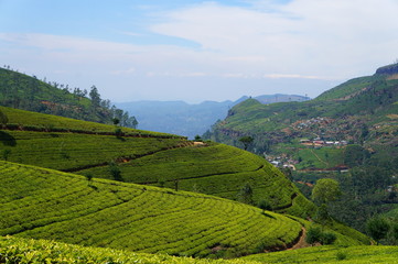 landscape in tuscany