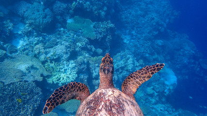 Overhead shot of a hawksbill sea turtle in a shallow coral reef.