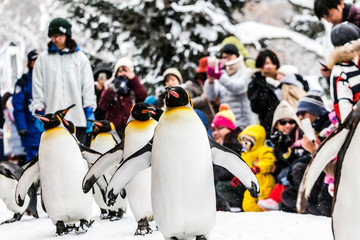 Chow, the penguin Bird Parade at Asahikawa Zoo ,February 2019