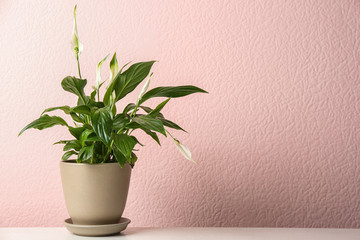 Pot with peace lily on table against color wall. Space for text