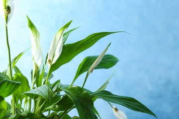 Flowers and leaves of peace lily on color background, closeup. Space for text