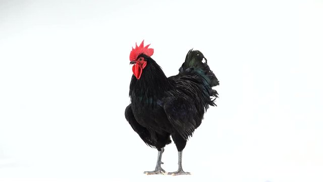 black rooster australorp (Gallus gallus) with dark green plumage on white screen
